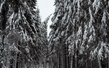 Winter, Forest, Road, Snow, Frost Wallpaper