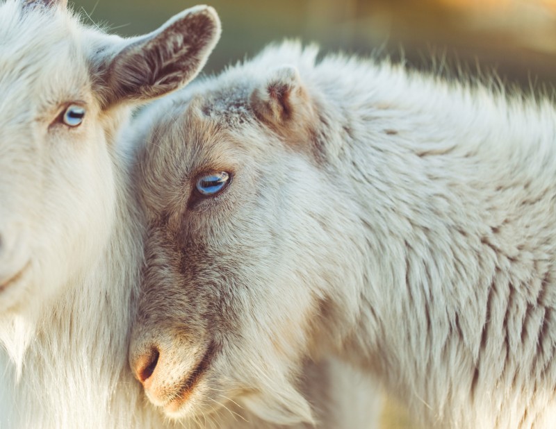 Goats, Fluffy, Blue Eyes, Animals Wallpaper