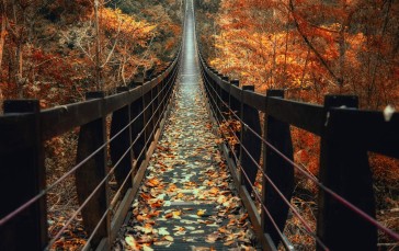 Timber Bridge, Autumn, Fall, Long, Trees Wallpaper