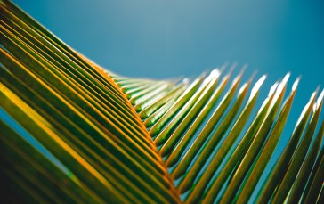 Palm Leaves, Sky, Nature Wallpaper