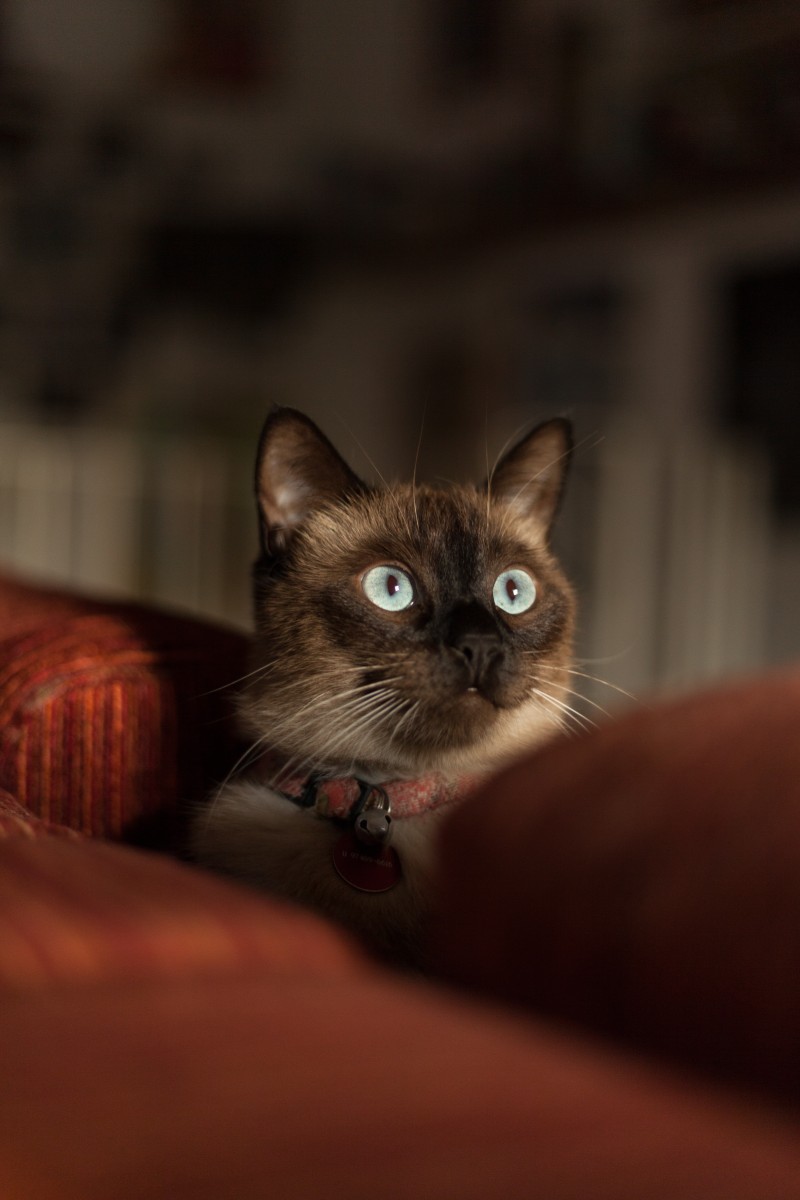 Siamese Cat, Looking Away, Cute, Animals Wallpaper