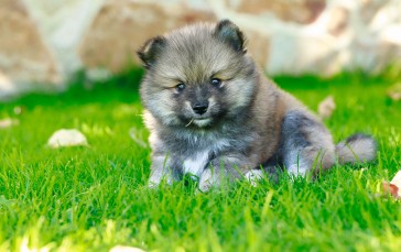Pomeranian Dog, Grass, Puppy, Cute, Animals Wallpaper