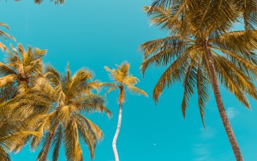 Clear Sky, Palm Trees, Tropical, Nature Wallpaper