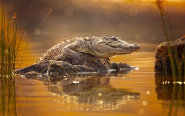Crocodile, Bokeh, Reptile, Water Wallpaper