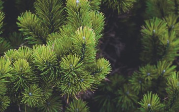 Pine, Leaves, Close-up, Nature Wallpaper