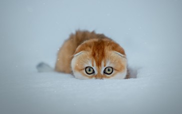 Kitten, Snow, Cute, Stare, Cold, Animals Wallpaper