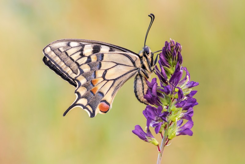 Swallowtail Butterfly, Macro, Insects, Animals Wallpaper