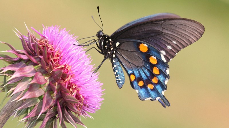 Butterfly, Purple Flower, Insects, Wings, Animals Wallpaper