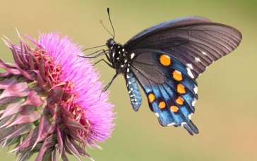 Butterfly, Purple Flower, Insects, Wings, Animals Wallpaper