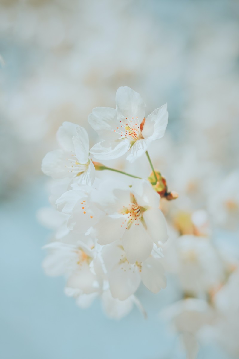 Cherry Petals, Spring, Macro, Sakura Blossom, Flowers Wallpaper