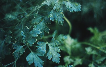 Water Drops, Leaves, Plants, Nature Wallpaper