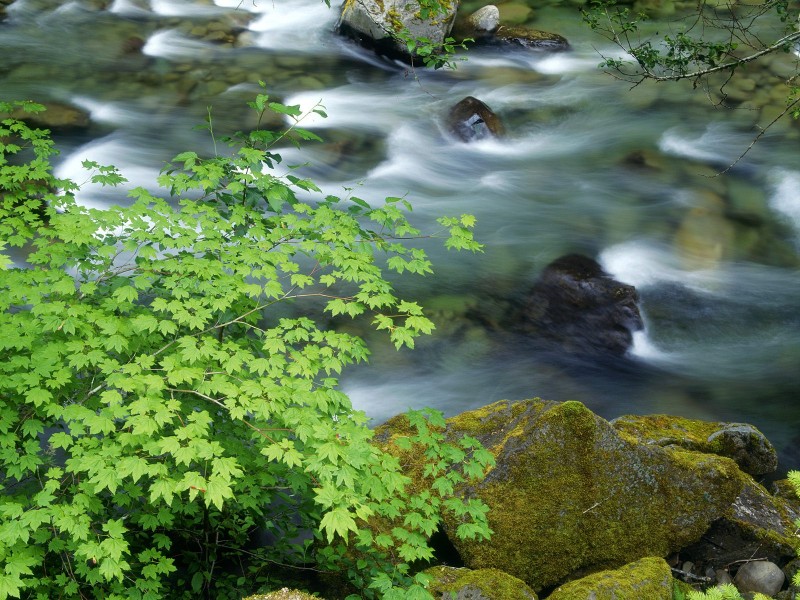 Nature, Water, Leaves, Rocks Wallpaper