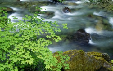 Nature, Water, Leaves, Rocks Wallpaper