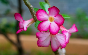 Flowers, Nature, Macro, Closeup Wallpaper