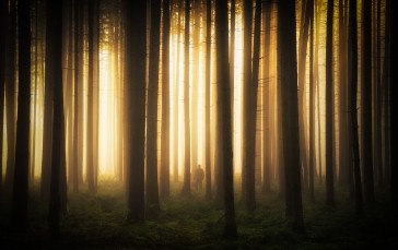 Forest, Men, Sunlight, Trees, Nature Wallpaper
