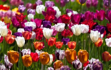 Tulips, Flowers, Nature, Plants Wallpaper