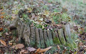Tree Stump, Grass, Leaves, Nature Wallpaper