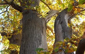 Chestnut Tree, Bark, Leaves, Trees, Nature Wallpaper