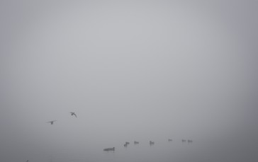 Nature, Mist, Birds, Minimalism Wallpaper