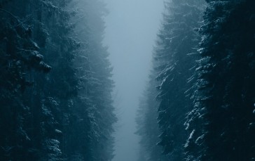 Road, Winter, Pine Trees, Forest, Snow Wallpaper