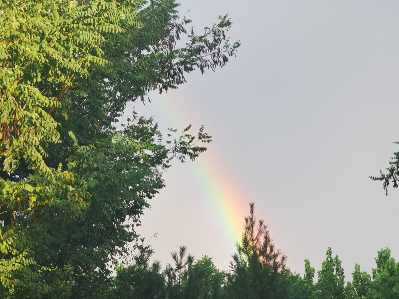 Nature, Rainbows, Trees, Sky Wallpaper
