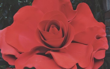 Rose, Red, Flowers, Closeup Wallpaper