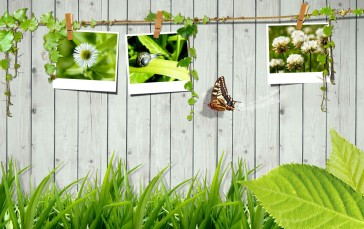 Grass, Nature, Butterfly, Insect, Snail Wallpaper