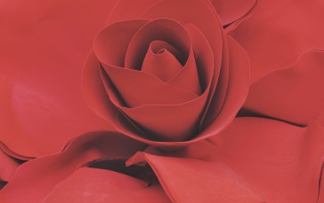 Rose, Flowers, Closeup Wallpaper