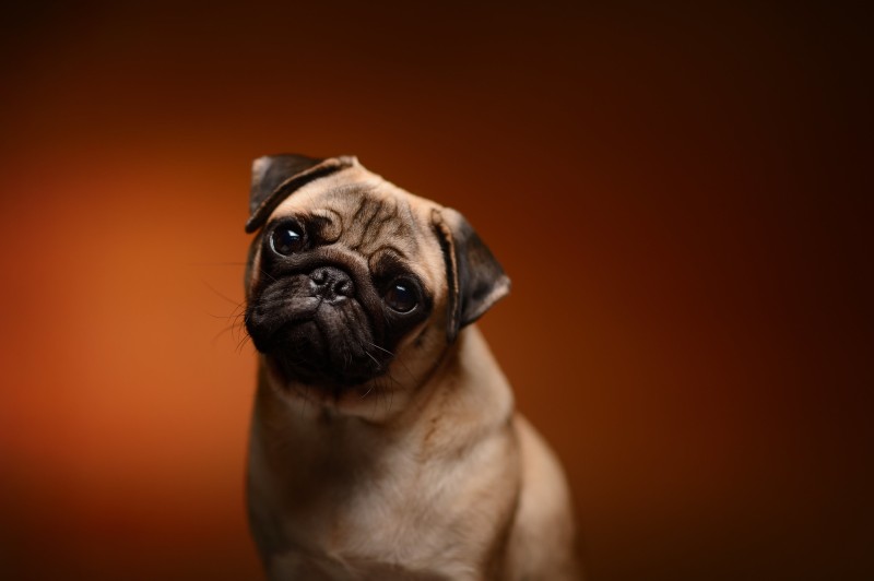 Animals, Dog, Pug , Simple Background Wallpaper