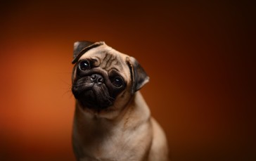 Animals, Dog, Pug , Simple Background Wallpaper