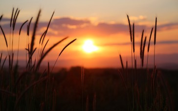 Sunset, Wheat, Nature, Sunset Glow Wallpaper