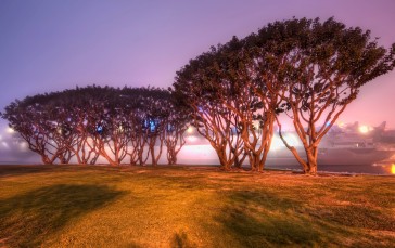 Trey Ratcliff, 4K, Photography, California, Trees Wallpaper