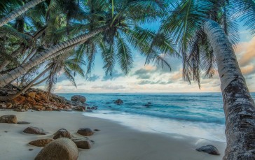 Nature, Beach, Sea, Palm Trees, Tropics Wallpaper