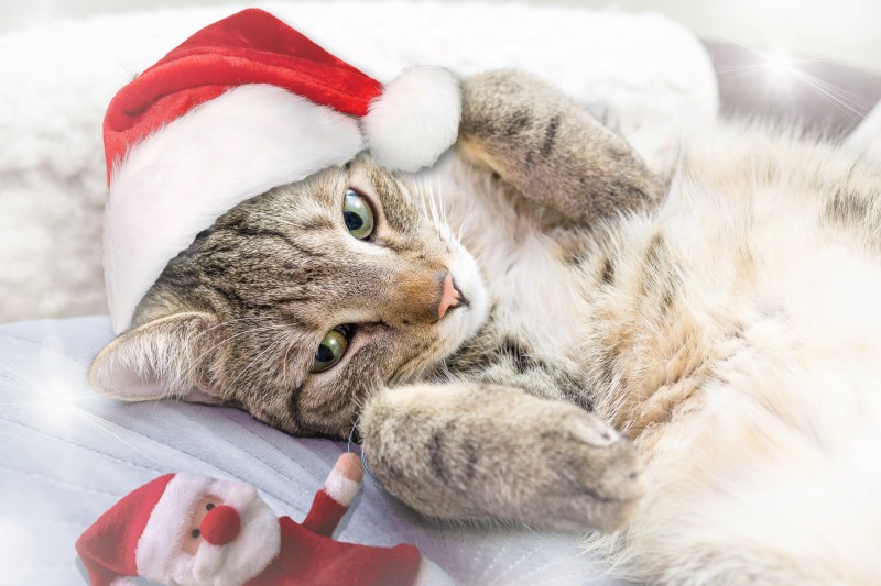 Christmas, Animals, Feline, Cats Wallpaper