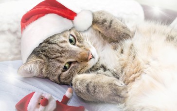 Christmas, Animals, Feline, Cats Wallpaper