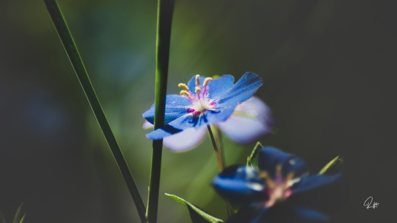 Nature, Closeup, Flowers Wallpaper