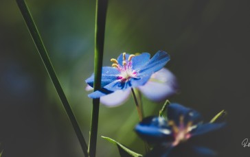 Nature, Closeup, Flowers Wallpaper