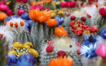 Flowers, Colorful, Cactus, Nature Wallpaper