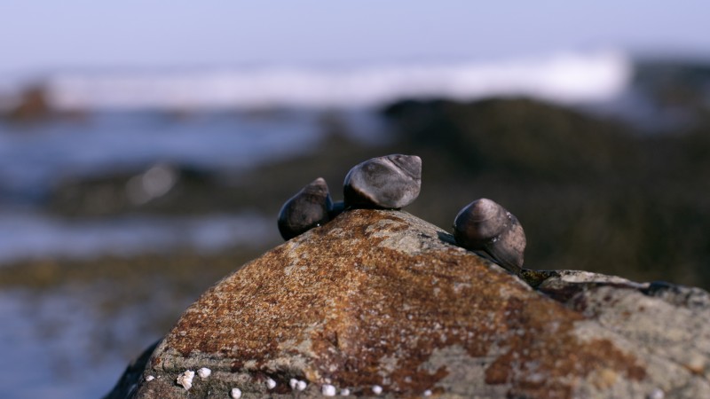 Snail, Sea, Bokeh, Animals, Rocks Wallpaper