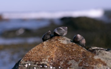 Snail, Sea, Bokeh, Animals, Rocks Wallpaper