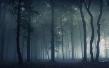 Nature, Forest, Mist, Trees Wallpaper