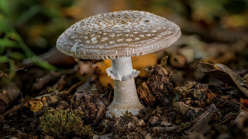 Mushroom, Macro, Nature, Depth of Field, Closeup Wallpaper