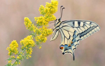 Swallowtail, Butterfly, Macro, Flowers, Depth of Field, Nature Wallpaper
