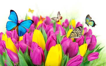 Flowers, Colorful, Butterfly, Tulips, Macro, Insect Wallpaper