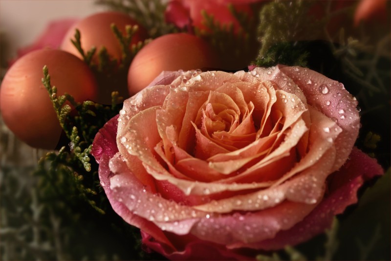 Flowers, Rose, Closeup Wallpaper