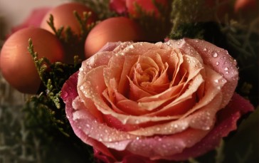 Flowers, Rose, Closeup Wallpaper