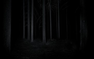 Dark, Nature, Forest, Night, Trees Wallpaper