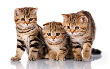 Kittens, Cats, Animals, Mammals, Simple Background Wallpaper