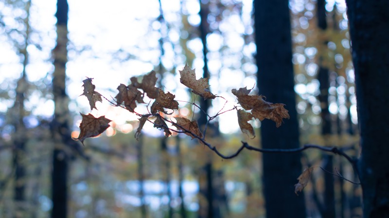 Leaves, Bokeh, Fall, Branch, Kyle Larivee Wallpaper