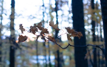 Leaves, Bokeh, Fall, Branch, Kyle Larivee Wallpaper